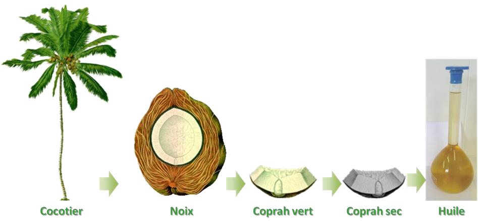 Qu’est ce que le coprah ?